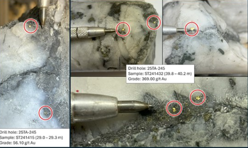 Visible gold in quartz veins from Cassiar Gold drill hole 25TA-245, highlighting extremely high-grade gold mineralization at the Taurus deposit