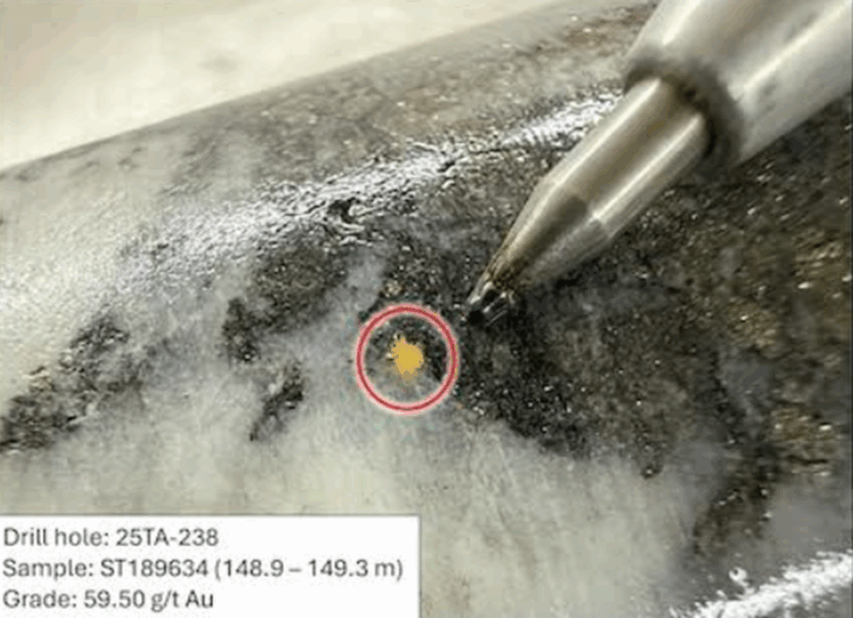 Close-up of visible gold grains in drill core from Cassiar Gold hole 25TA-238, confirming high-grade gold intercepts at the Taurus project